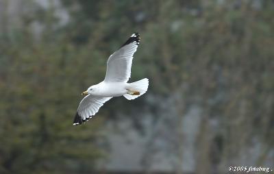 Sea gull in flight