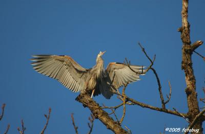 Magnificent Great Blue Heron