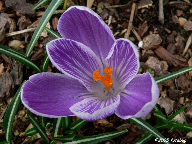 Crocus