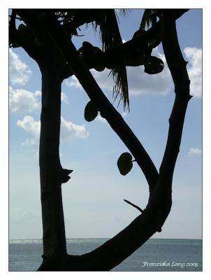 Tree Silhouette