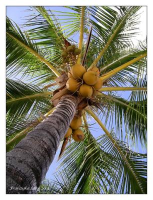 Coconuts