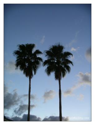 Palmtree Silhouettes