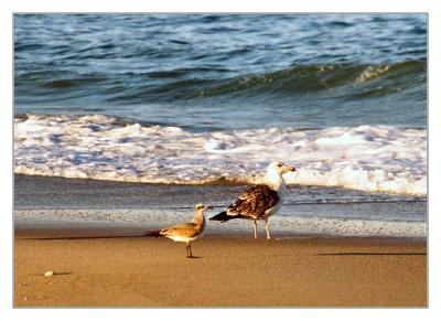 Outer Banks