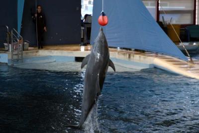Dolphin show at the Baltimore Aquarium