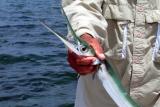 Belize needlefish