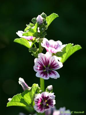 Rose Mallow Portrait