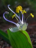 Scrub Dayflower