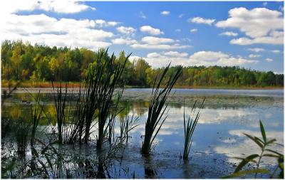 reed