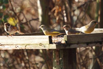 Greenfinches & Reed Bunting