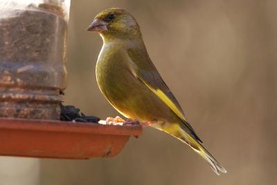 Greenfinch