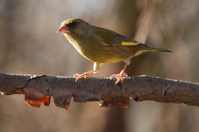 Greenfinch