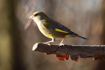 Greenfinch