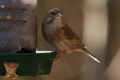 Greenfinch