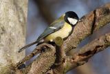 Great Tit