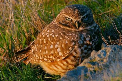 Burrowing Owl