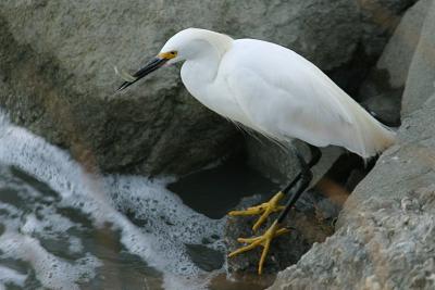 Snowy Egret with Fish