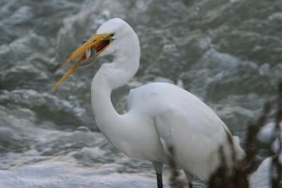 Great Egret Swallowing Fish