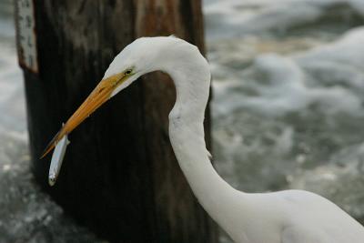 Great Egret with Fish