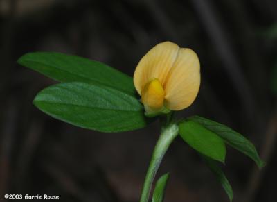 Pencil Flower