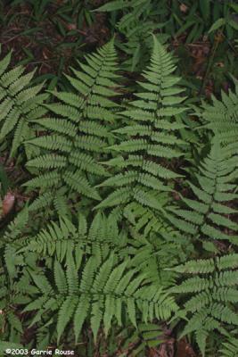 Lady Fern