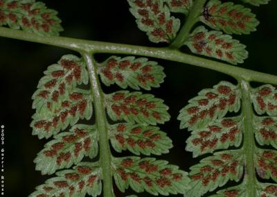 Lady Fern (spore-bearing structures)