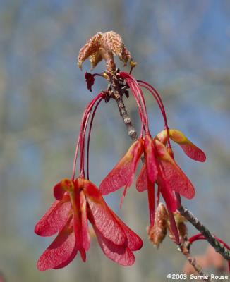 Red Maple (winged fruits)
