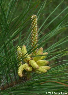 Loblolly Pine<br>(male cones)