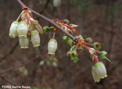 Black Highbush Blueberry