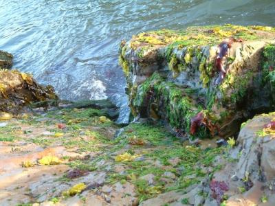 Seaweed at Morro Bay
