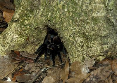 Tikal  Tarantula DSC_0763.jpg