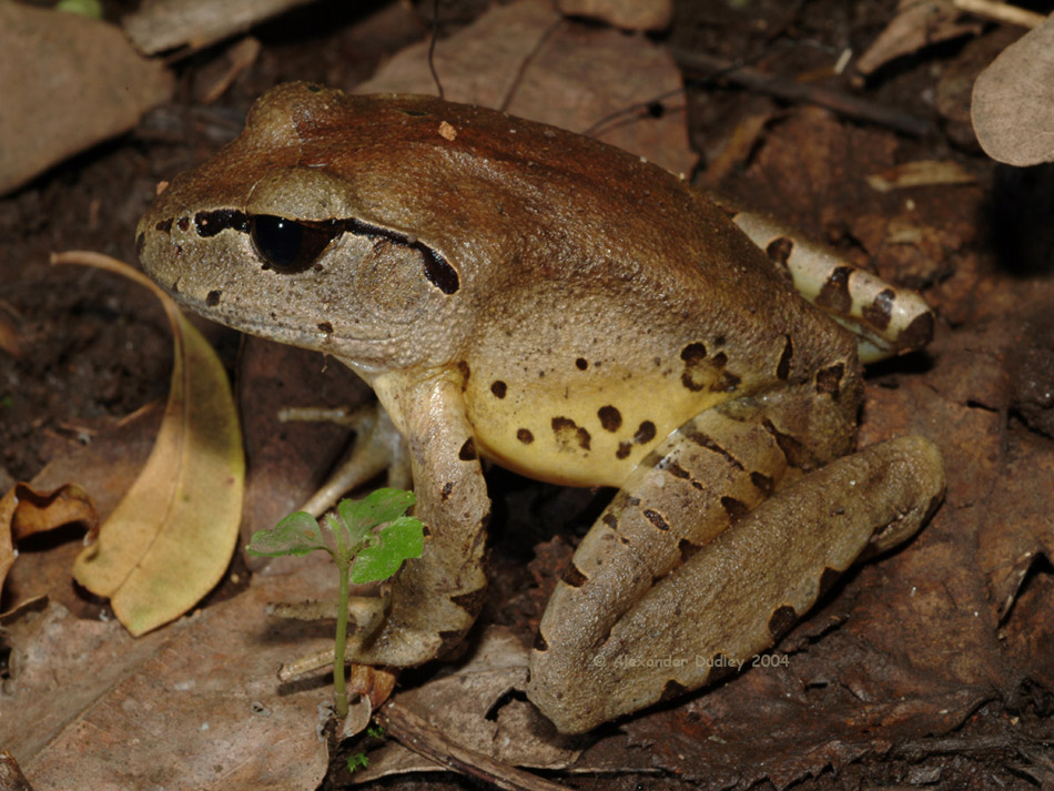 Fleays Barred Frog, Mixophyes fleayi