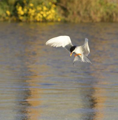 Forsters tern PAB IT0L3182.jpg