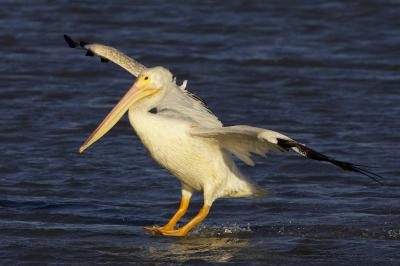 Am. White Pelican PAB IT0L3638-1.jpg