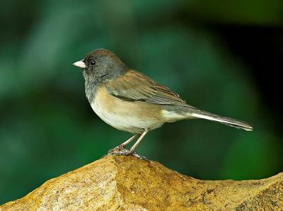 Junco FB3B9577_crop_rsz650.jpg