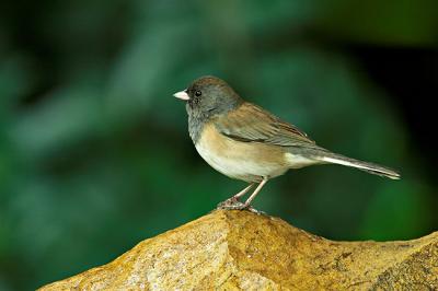 Junco FB3B9577_rsz650.jpg