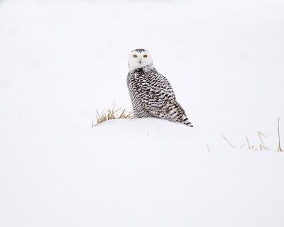snowy owl 9473
