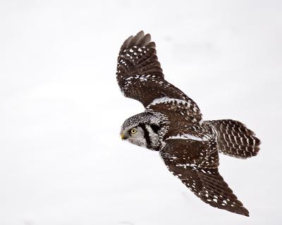 northern hawk owl 8642