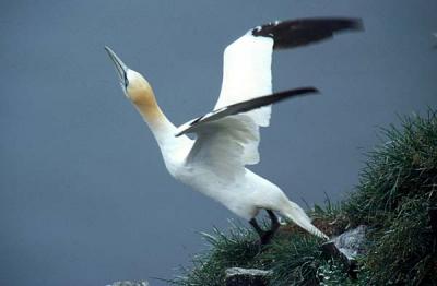 gannet taking off .jpg