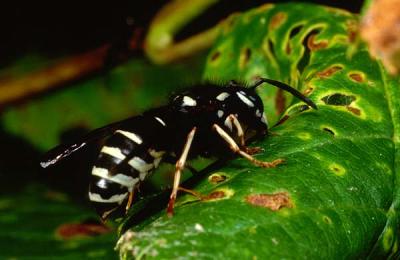 Worker of the blackjacket, Vespula consobrina.