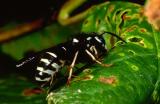 Worker of the blackjacket, Vespula consobrina.