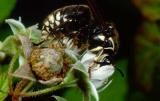 Worker of the bald-faced hornet, Dolichovespula maculata