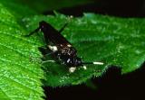 wasp4.jpg