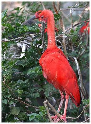 Ibis rouge Eudocimus ruber