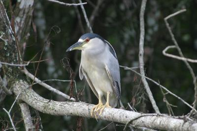 Black Crowned Night Heron