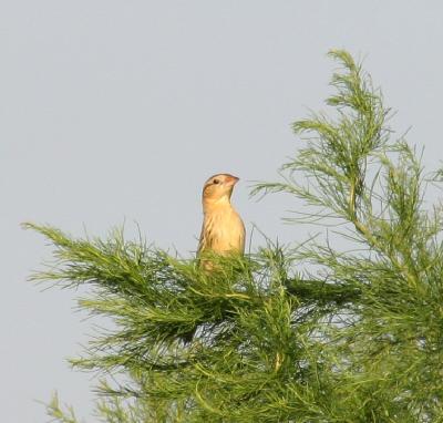 Bobolink