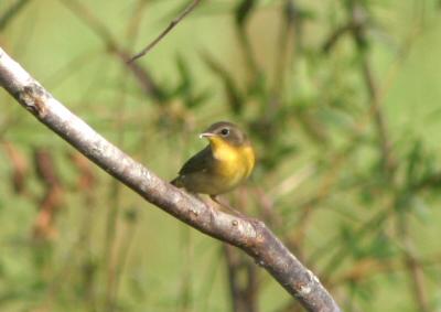 Common Yellowthroat