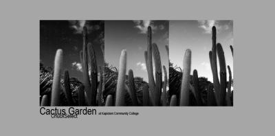 cactusgarden.jpg