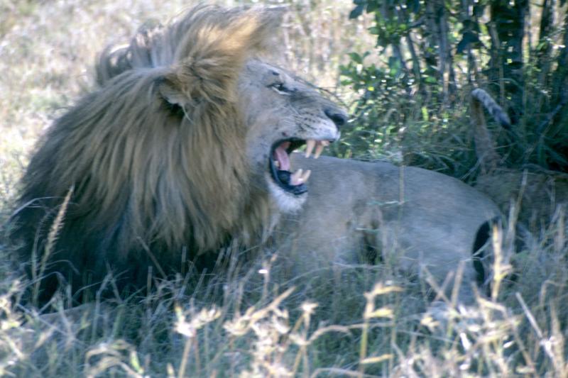 Lion - Masai Mara National Reserve