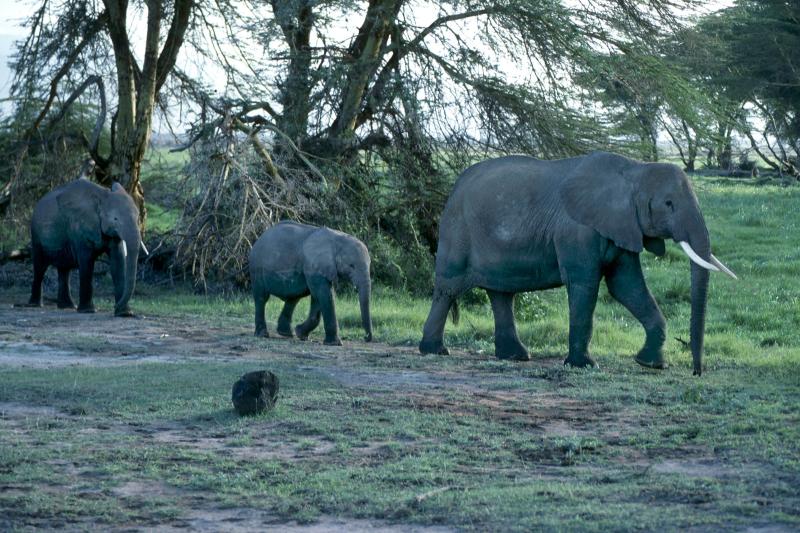 Elephant - Amboseli National Park