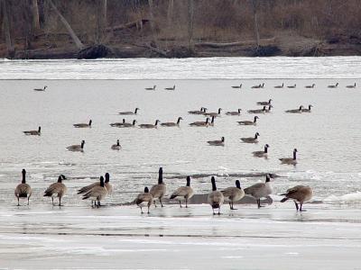 u36/gmaclin/medium/13568777.GeeseonfrozenMississipiRiver13568777.jpg